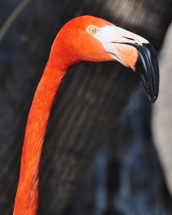 American flamingo